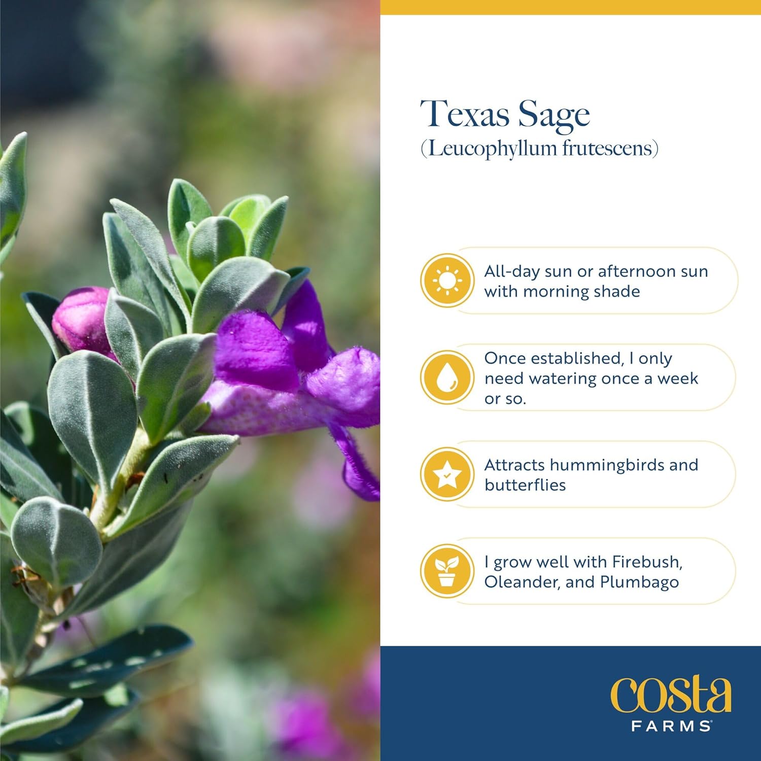 Costa Farms Texas Sage Live Plant | 10‑Inch Grower Pot | Blooming Purple Flowers | Drought‑Tolerant Evergreen Shrub | Landscape, Hedge & Pollinator Garden
