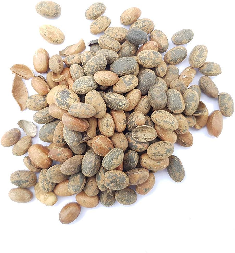 Natural Jamalgota Seeds (Croton Seed) - Herbal Remedy for Digestive Health Support And Gastrointestinal Disorders, Constipation Relief | Pure Croton Tiglium Seed for Natural Wellness (50 Gm)