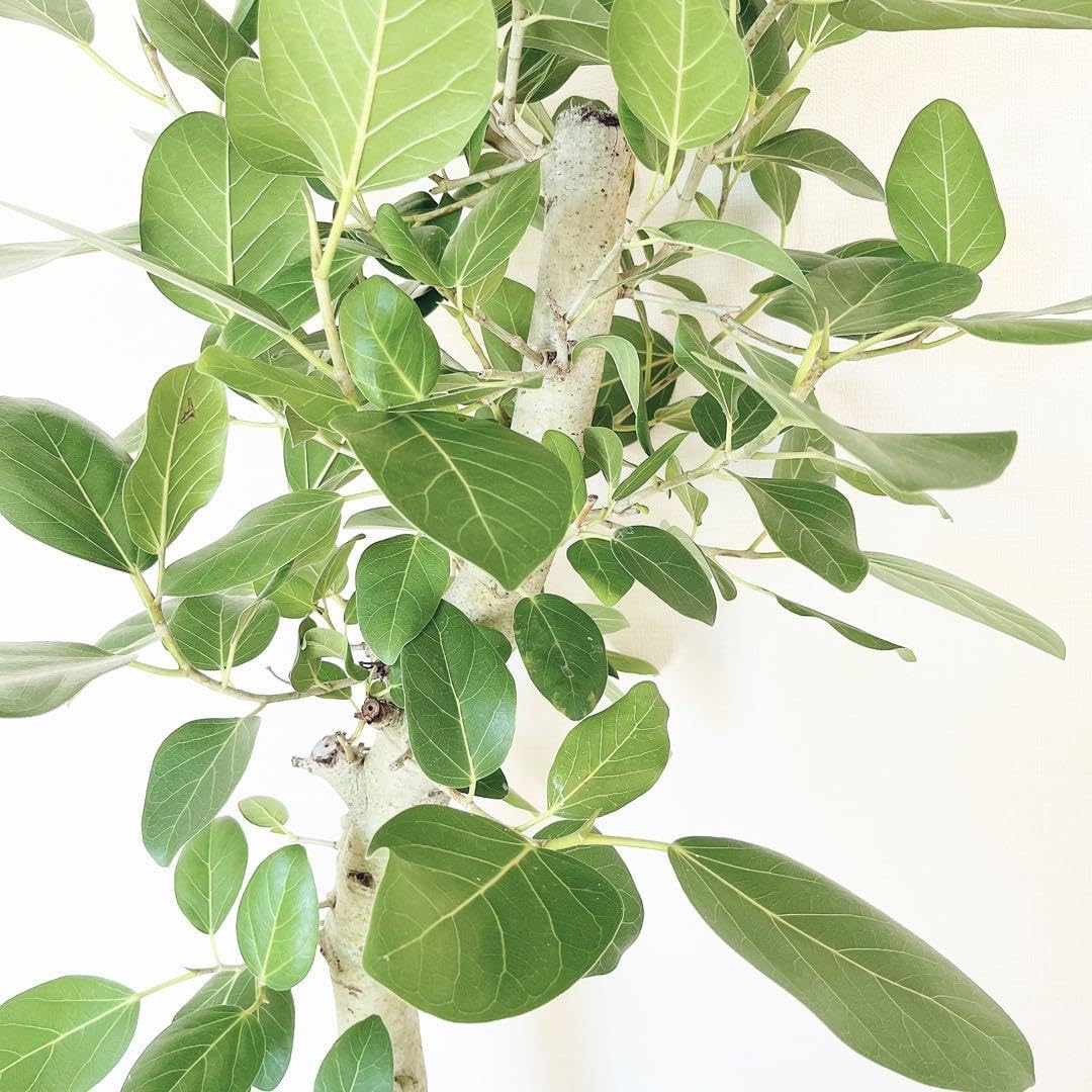 Amazon｜フィカス ベンガレンシス 曲がり 幹太 観葉植物 大型 室内