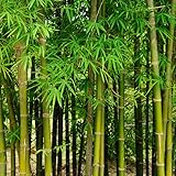 Bambou Fargesia Robusta Campbell 60/80cm   Plante En Pot   Hauteur 4 à 5 m   Exposition Soleil à Mi ombre Sol