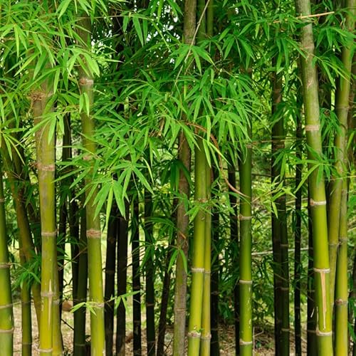 Bambou Fargesia Robusta Campbell 60/80cm - Plante En Pot - Hauteur 4 à 5 m - Exposition Soleil à Mi-ombre Sol