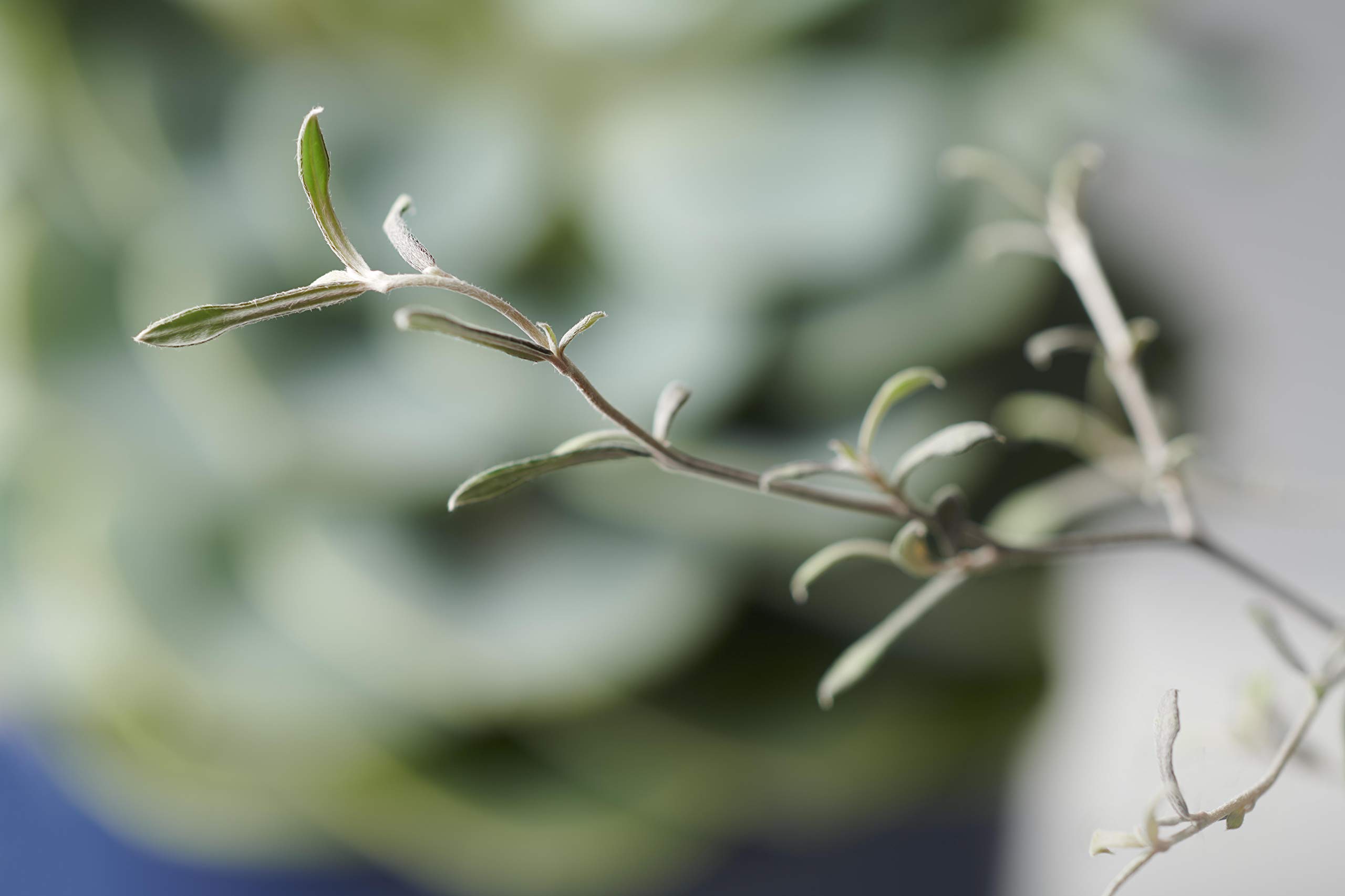weide als zimmerpflanze Salix integra 'Hakuro Nishiki' ('Flamingo') main image 0