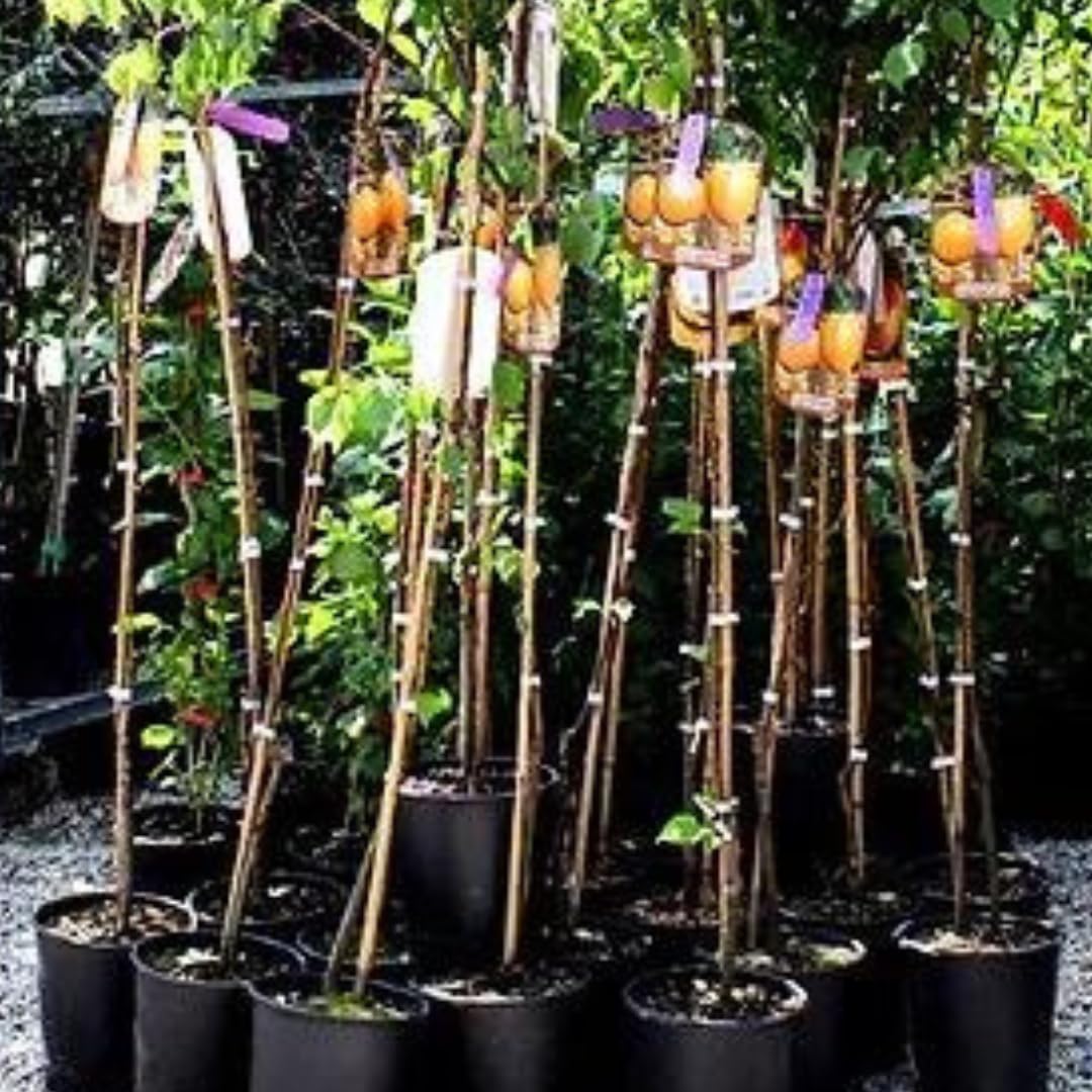 Albicocco Tardiva di Picciola Pianta da Frutto età 4 anni | Varietà tardiva Autofertile - Vaso 26 cm Altezza 180~200 cm