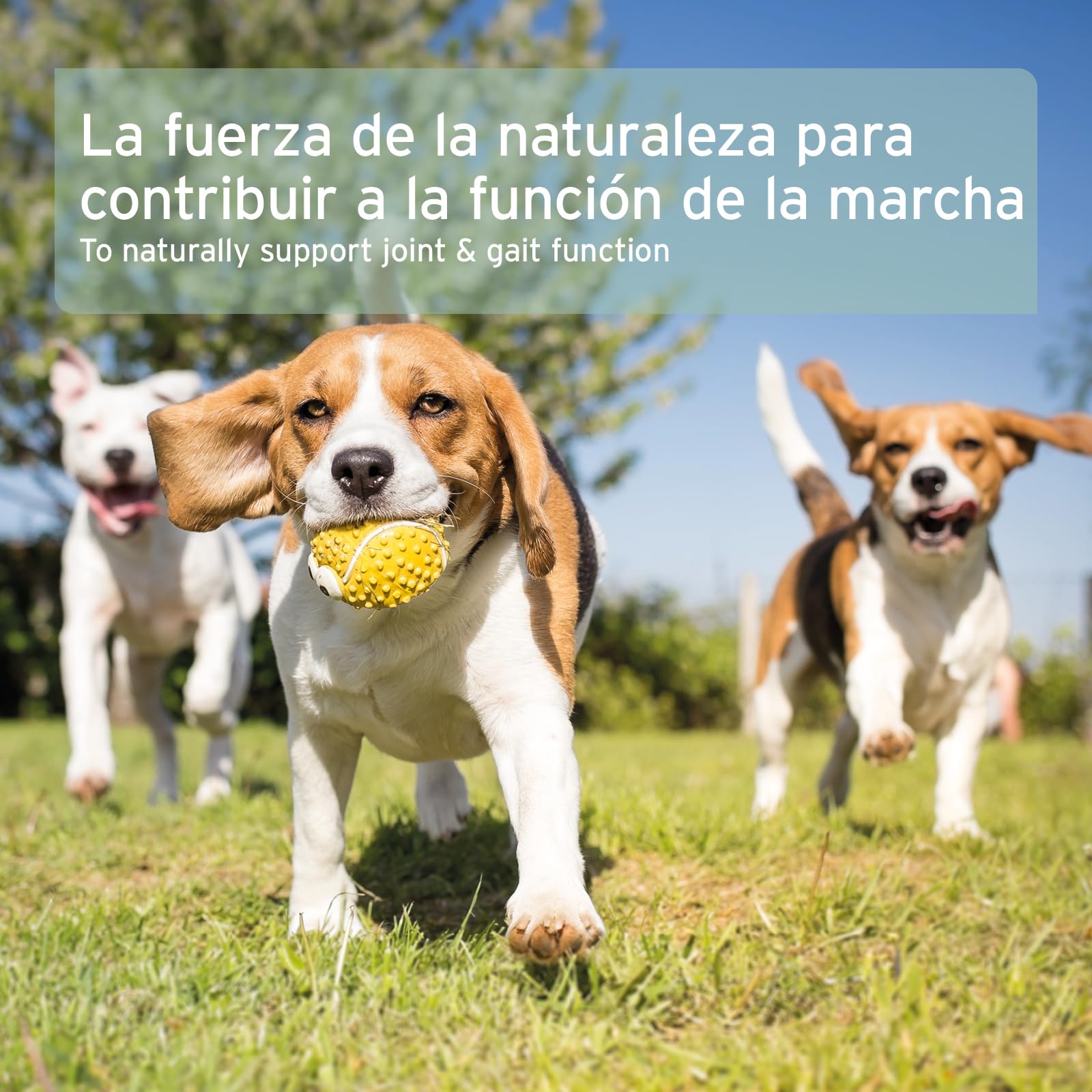 AniForte Polvo de mejillón de Labios Verdes 250g para Perros y Gatos. Condroprotector Natural, 3,3% glicosaminoglicanos y Alto Contenido graso. Apoya la Salud Articular.