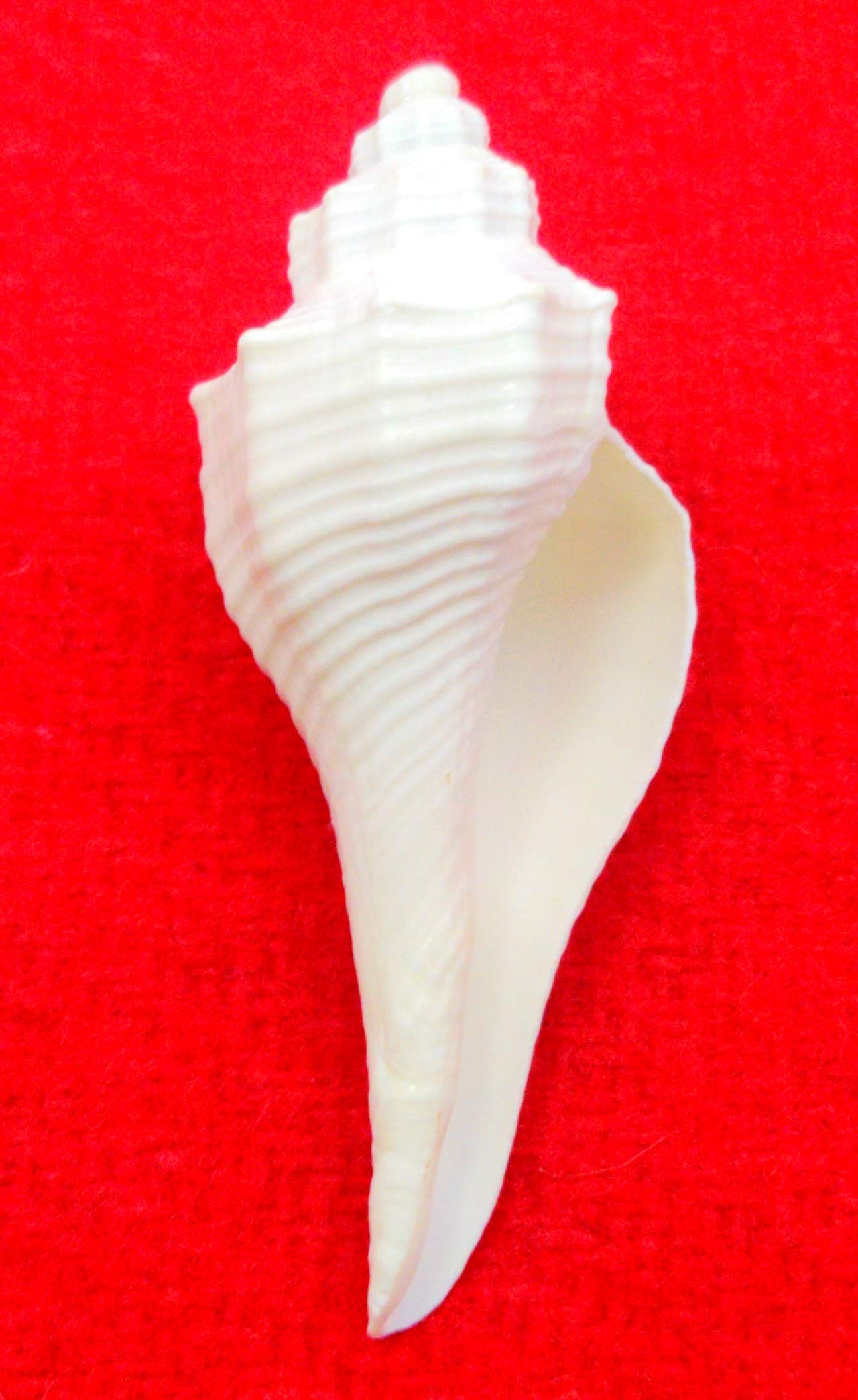 Original Dakshinavarti shankh/laxmi Shankh for |Pooja|Home|.White Color,(Size: 3-4 Inch);Ach255, Standard