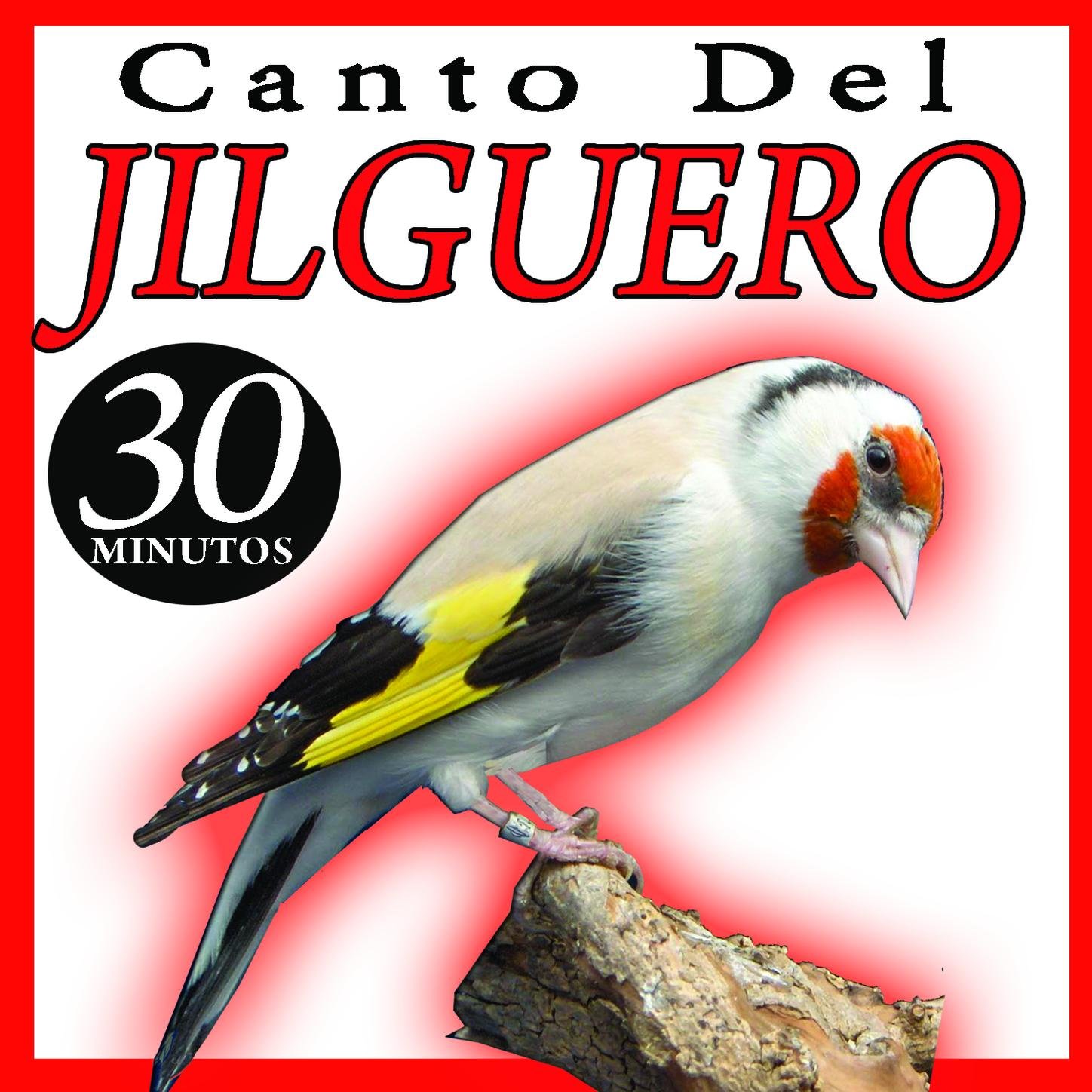 Pajaros Jilguero Silvestrismo