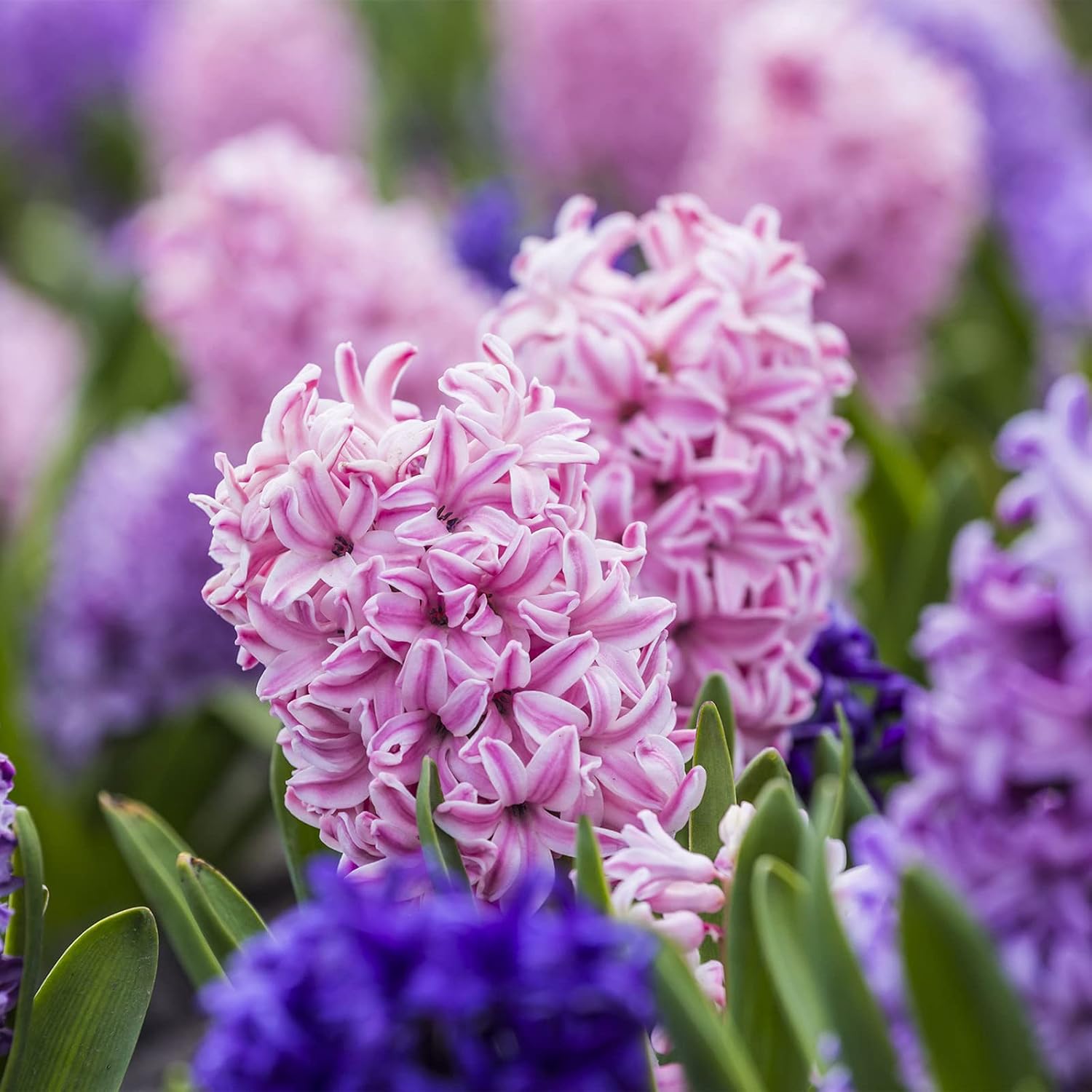 強い観賞用 ブランド買うならブランドオフ 観賞用の花 ムスカリは適応性が高く ヒヤシンス球根 強い耐寒性 8球根 C 強い観賞用 ブランド買うならブランドオフ 観賞用の花 ムスカリは適応性が高く ヒヤシンス球根 強い耐寒性 8球根 C