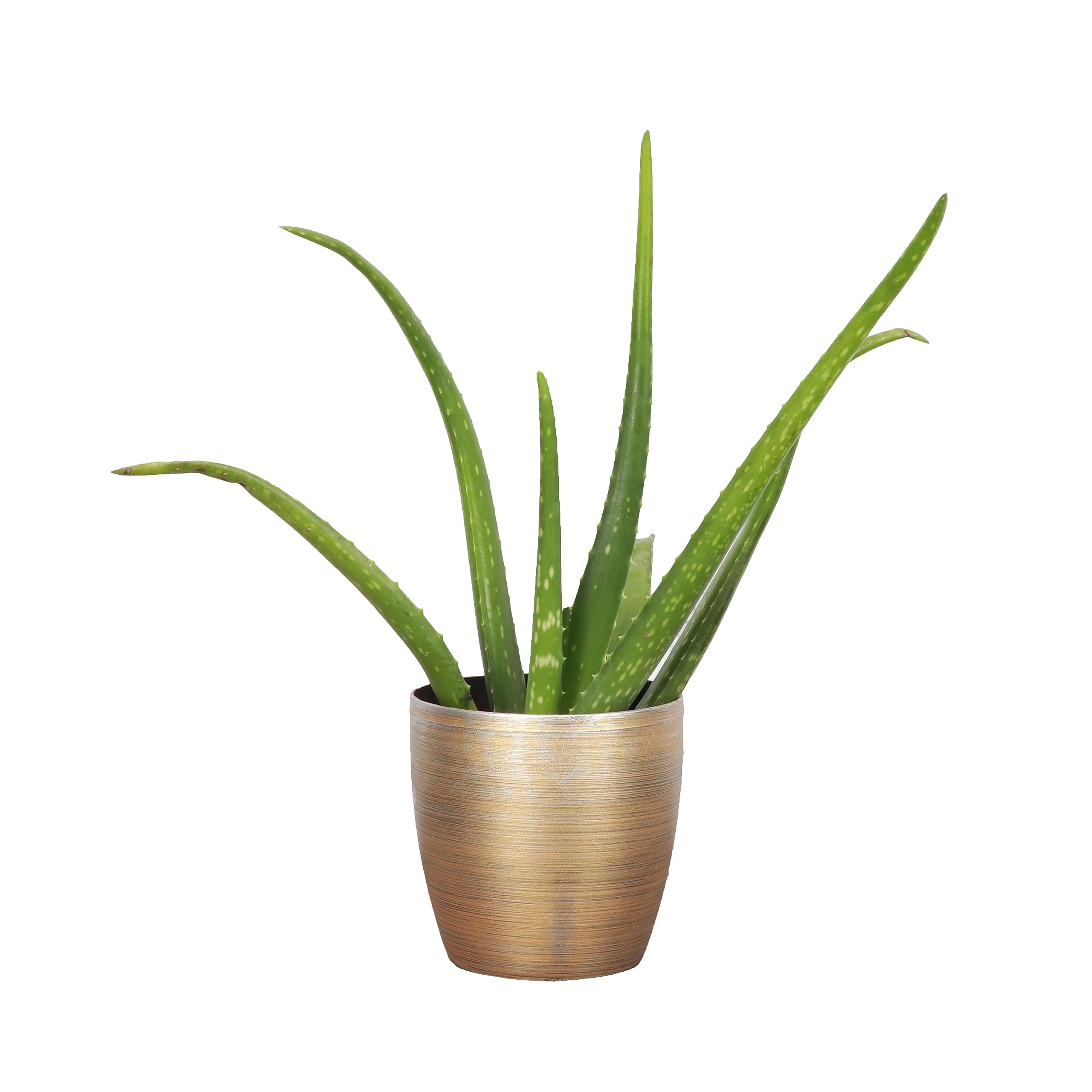 Live Aloe Vera Plant, Easy to Grow, Succulent, Natural Air Purifier, 4" Pot | Thorsen's Greenhouse, Aloe barbadensis (Gold)