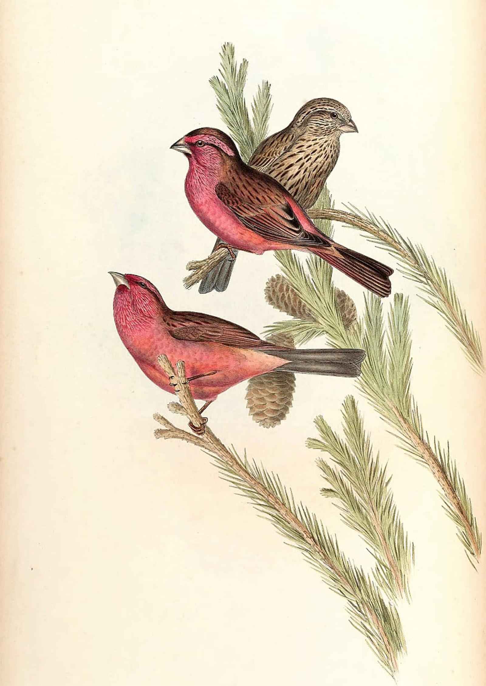 SERENDIPITP Vintage Wall Art Canvas Nordic Poster Canvas Print Picture Animal Bird Red mantled Rosefinch Carpodacus Rhodochlamys Blyth by John Gould Wall Art Poster for Home Decor 60x90cm