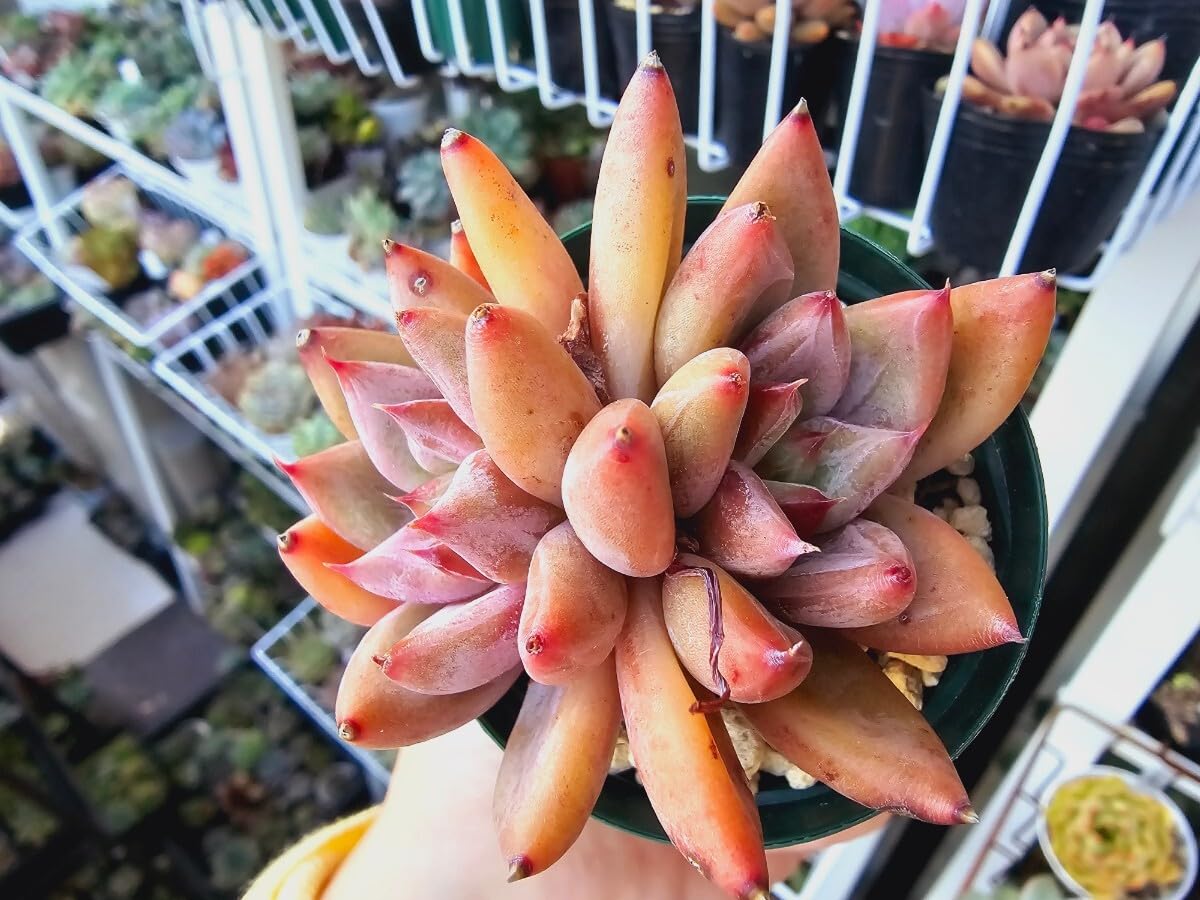 Amazon.co.jp: ピンク色ムチムチ系 フィンガーリング双頭根付き苗8