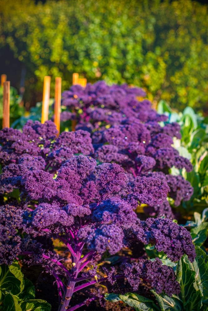 Red Kale 20 Seeds Amazon.co.uk Garden