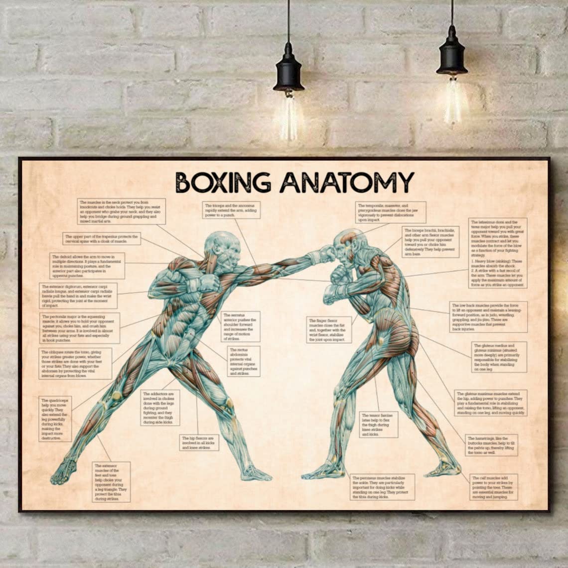 Boxing Anatomy Poster Boxing Knowledge Poster Vintage Rustic Vintage Wall Decor Funny Metal Tin Sign 12x16inch