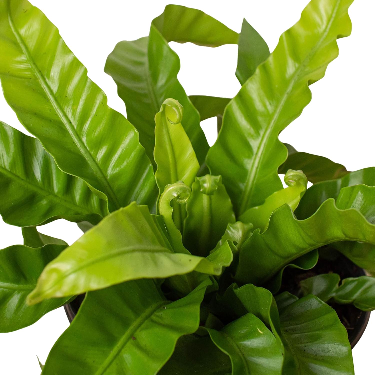 Fern Bird's Nest Hurricane | Live Plant for Indoor & Outdoor | for Living Room, Office, Bathroom | (4" Pot)