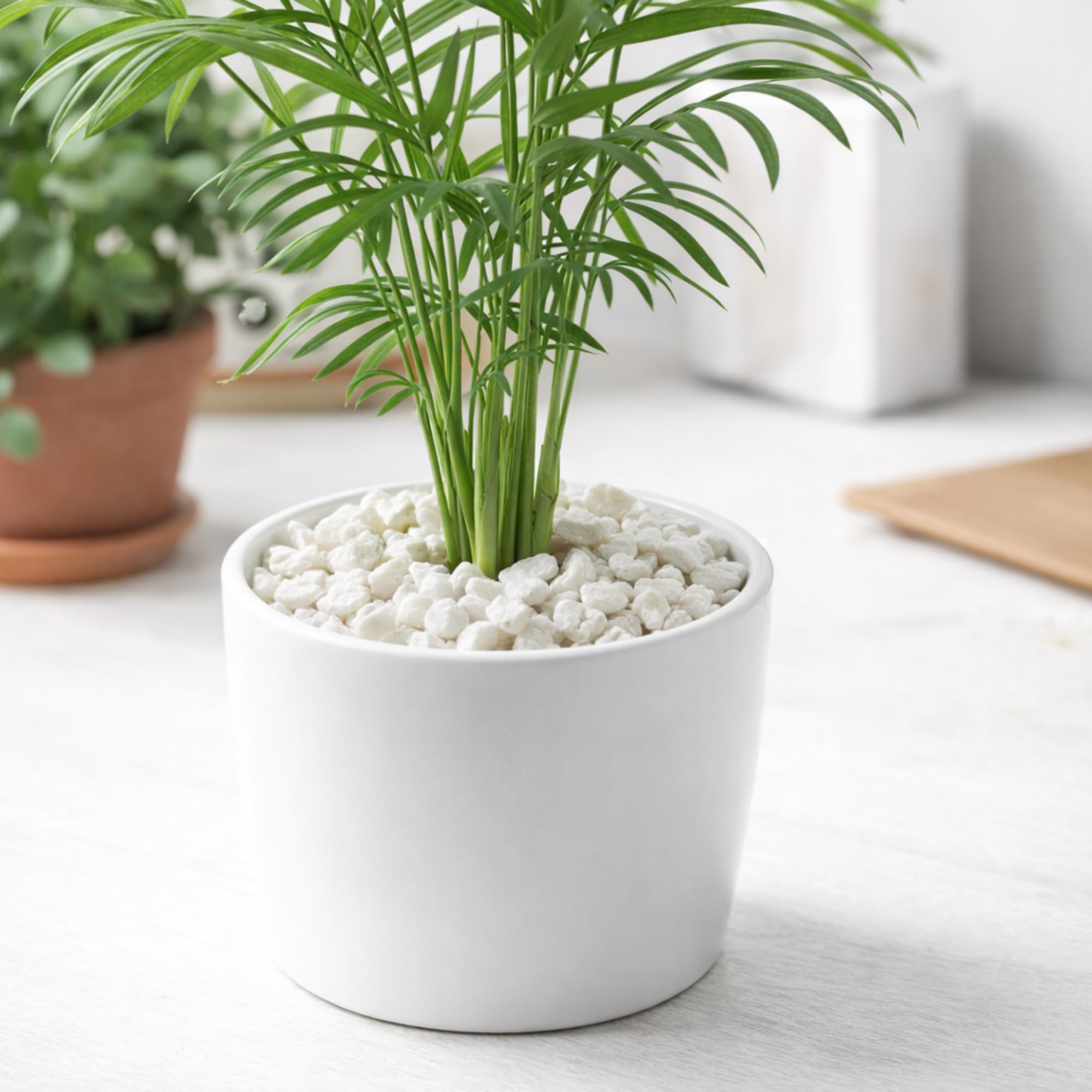 Ghiaia Bianca Decorativa 7–12 mm Pre-lavata – Sassolini per Vasi e Giardino – Ideale per Drenaggio e Decoro – Pietra Naturale – 1,8 kg - 4 kg - 8 kg -16 kg- 22 kg (BIANCO 16 KG) - 4