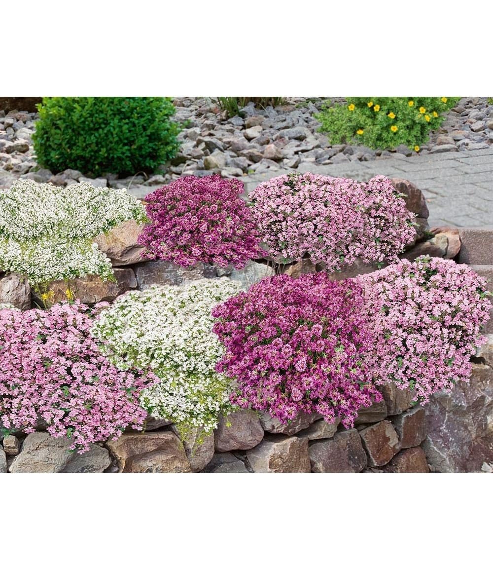 BALDUR Garten 9er Bodendecker-Set Thymian, Pflanzen im 9x9 cm-Topf, locken Bienen und Insekten an, intensiver angenehmer Duft, winterhart, trockenheitsresistent, pflegeleicht, für Beet & Naturgarten