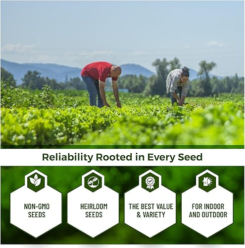 Miniatura 3 de 15 - 500 Semillas Blackeye Pea Black Eye Eyed Southern Cow Peas Frijoles (500)