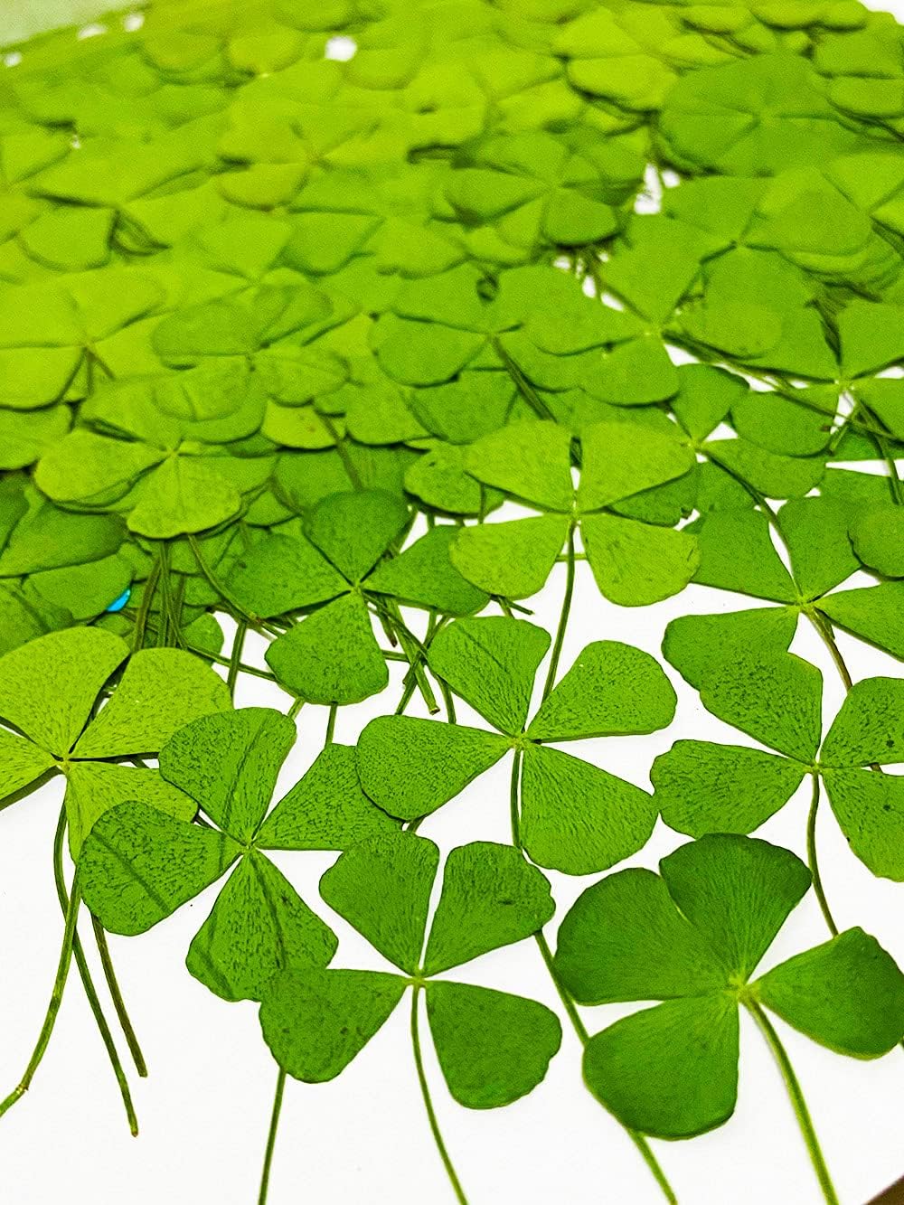 24 unidades de trébol de cuatro hojas natural prensado miniatura 1