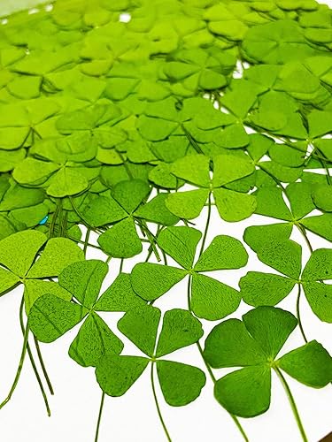 Miniatura 2 de UOKWIWI 20 piezas de flores prensadas naturales y secas para decoración de arte de resina, manualidades, bricolaje