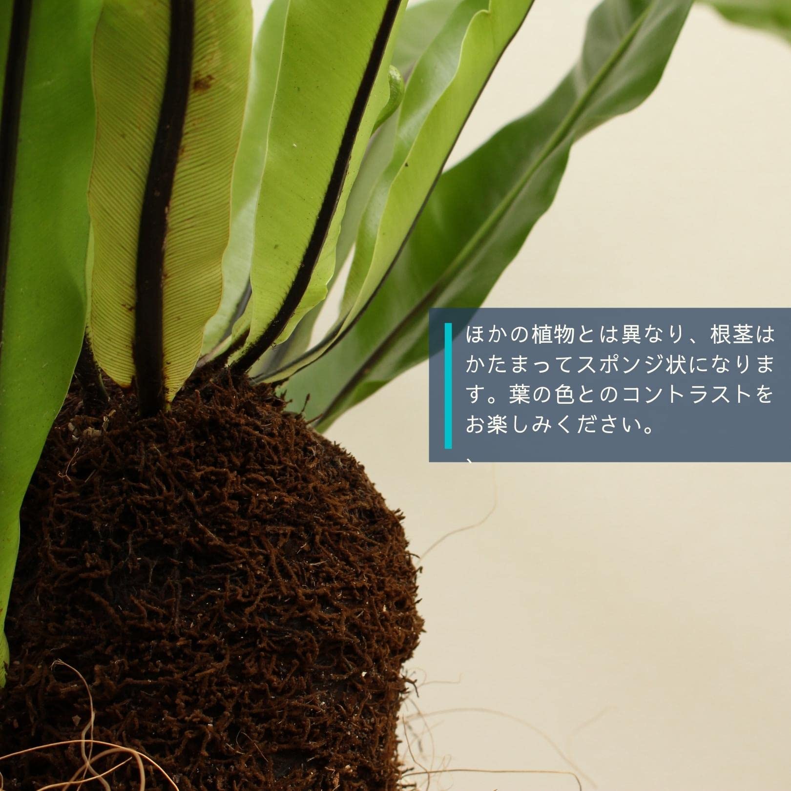 Amazon｜オオタニワタリ 8号 受け皿付 【観葉植物 本物 タニワタリ