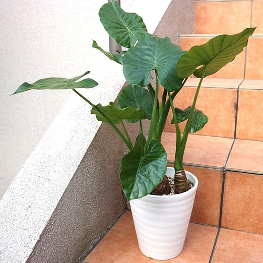 Amazon Co Jp クワズイモ 観葉植物 小型 6号プラスチック鉢 品種で選べる観葉植物 リビングやオフィス向きサイズ 1個売り 学名 Alocasia Odora サトイモ科アロカシア属 原産地 中国 台湾 東南アジア インド 日本 大きな葉と根茎が魅力的な観葉植物です 最大で