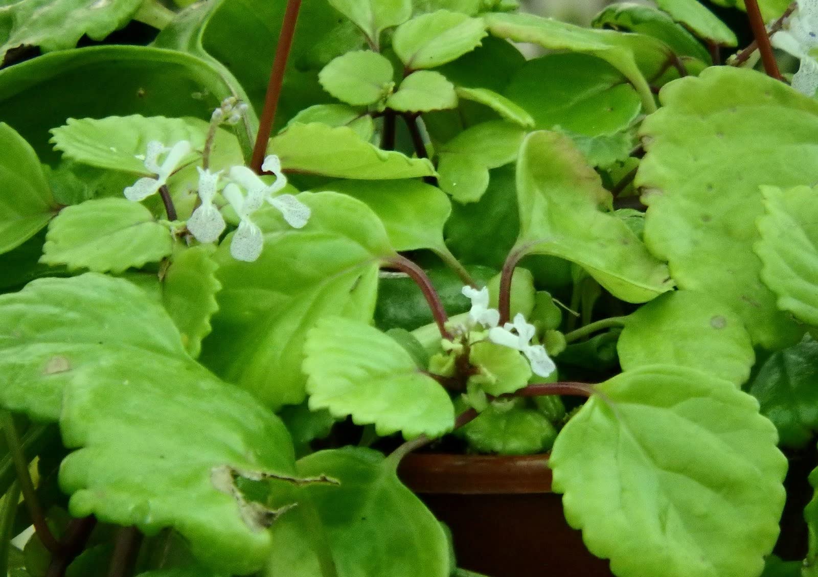 Verdecora Pack Plantas Colgantes en maceta Ø13cm: Planta del Dinero, Potho y Helecho | Set de Plantas Decorativas y Fáciles de Cuidar | Ideal para Hogar u Oficina