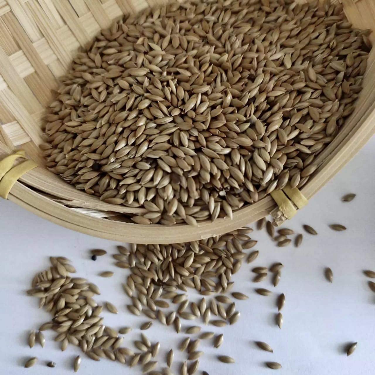 The LINE Bird Imported Canary Seed for All Birds (450 Grams; Pack of 2) (B0BFFJ1B9K) Amazon Price History, Amazon Price Tracker