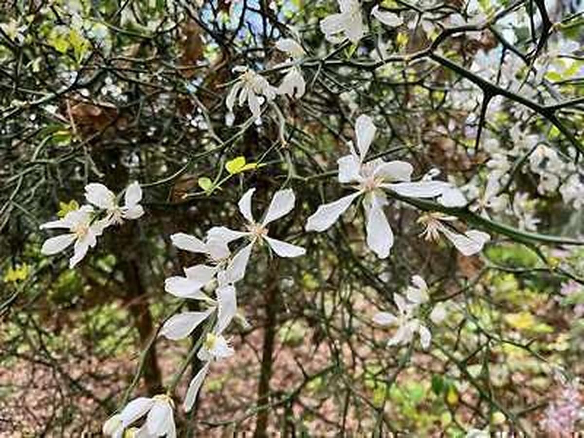Dreiblättrige Zitrone 60-80 cm - Poncirus trifoliata | 60-80 cm pot