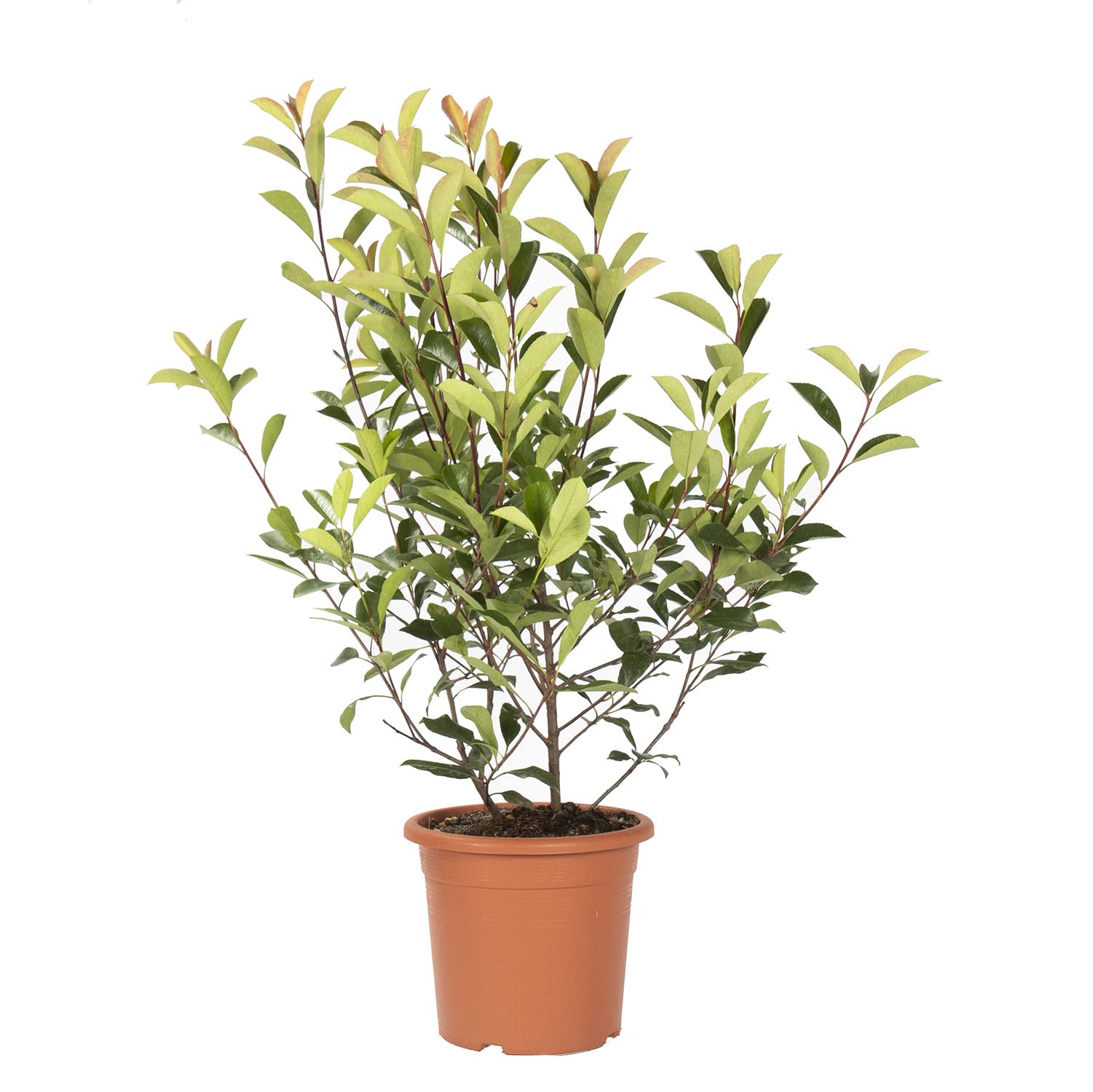 KENTIS - Set di Photinia × Fraseri Red Robin - Piante da Siepe da Esterni Sempreverdi - H 100-125 cm Vaso Ø 24 cm