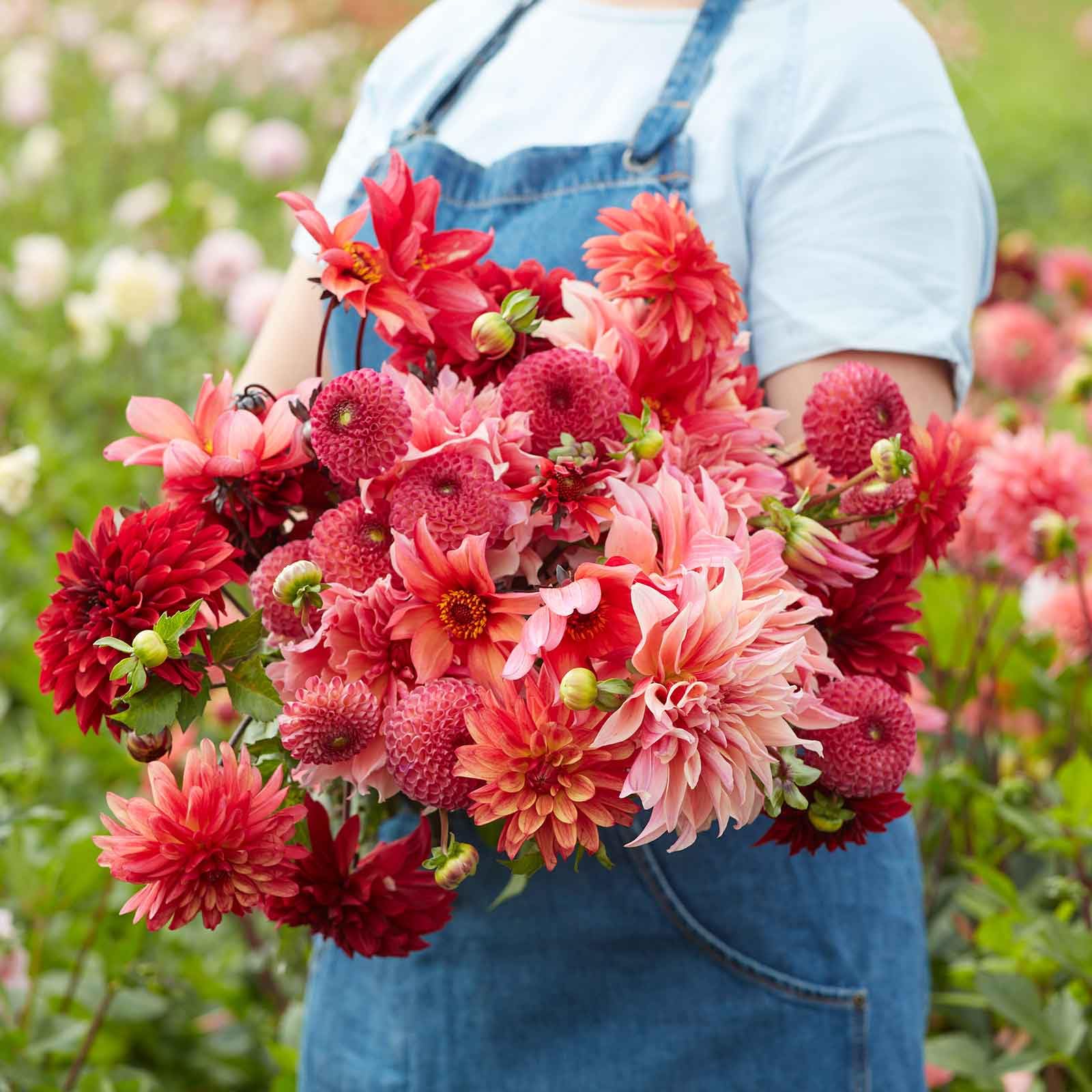 Eden Brothers Dahlia Strawberry Fields Mix