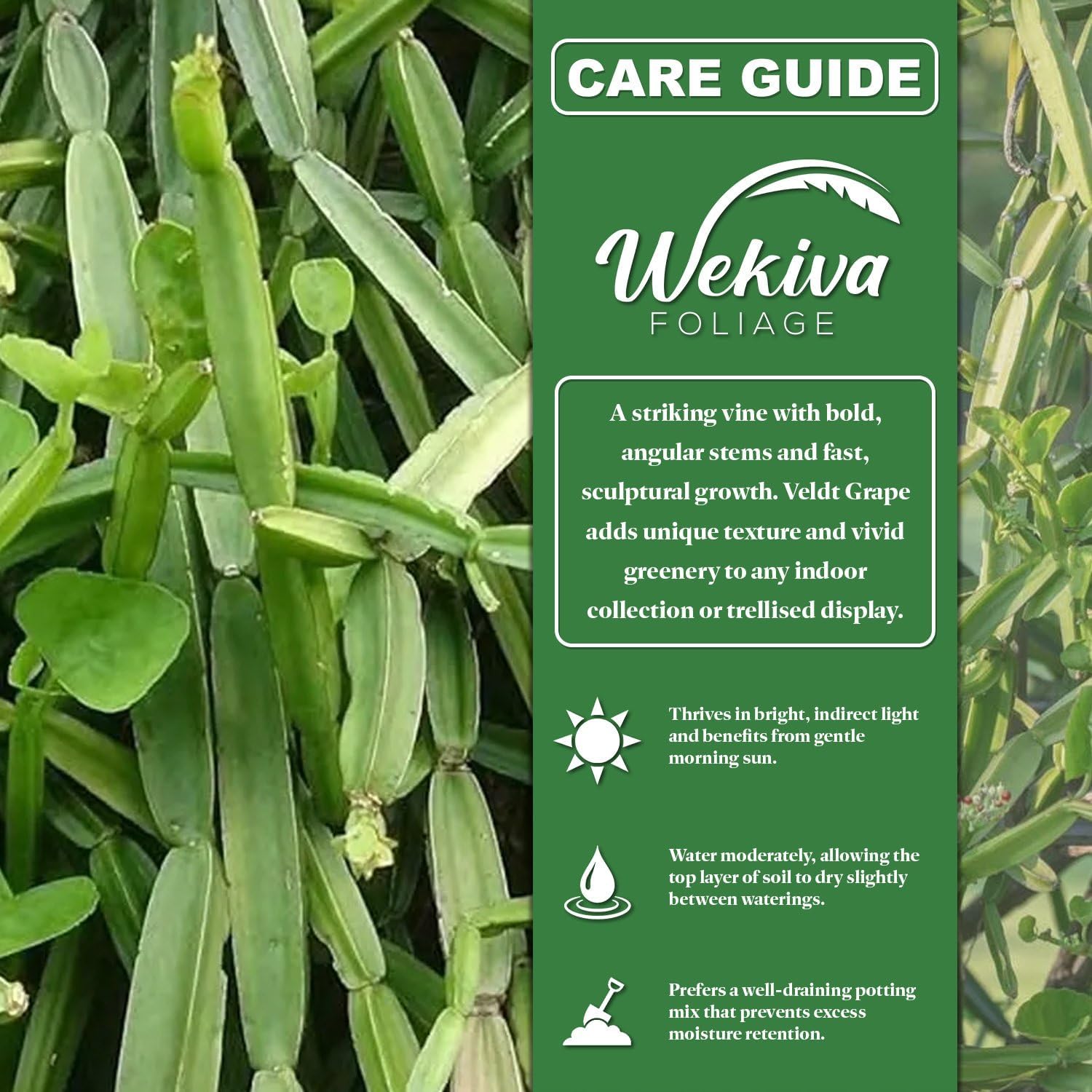 Veldt Grape Plant - 4 Live Starter Plants - Cissus Quadrangularis - Elegant Indoor Outdoor Succulent Easy Care