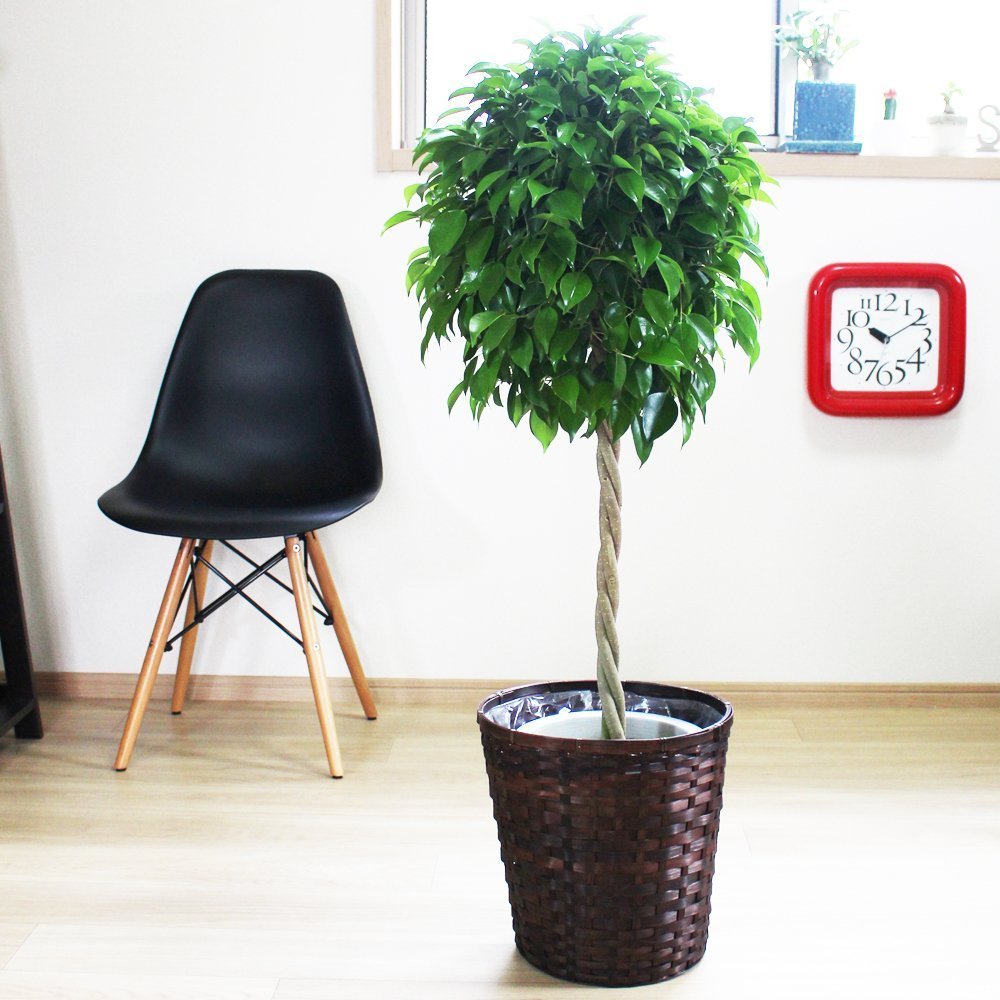 Amazon｜ベンジャミン 観葉植物 本物 鉢カバー付 ゴムの木 インテリア 