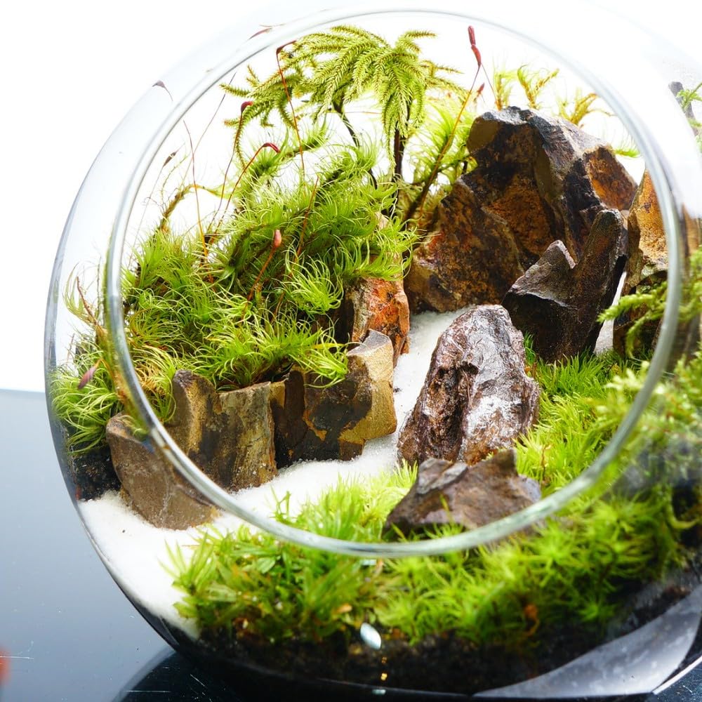 観葉植物のある天然ゴケの苔テラリウム、観賞用や生体ケージにも、イモリ・カエルなど Amazon｜【苔庵介る】Sパック カモジゴケ 苔パック 苔テラリウム・苔