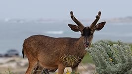 Review Image by Franz Franz