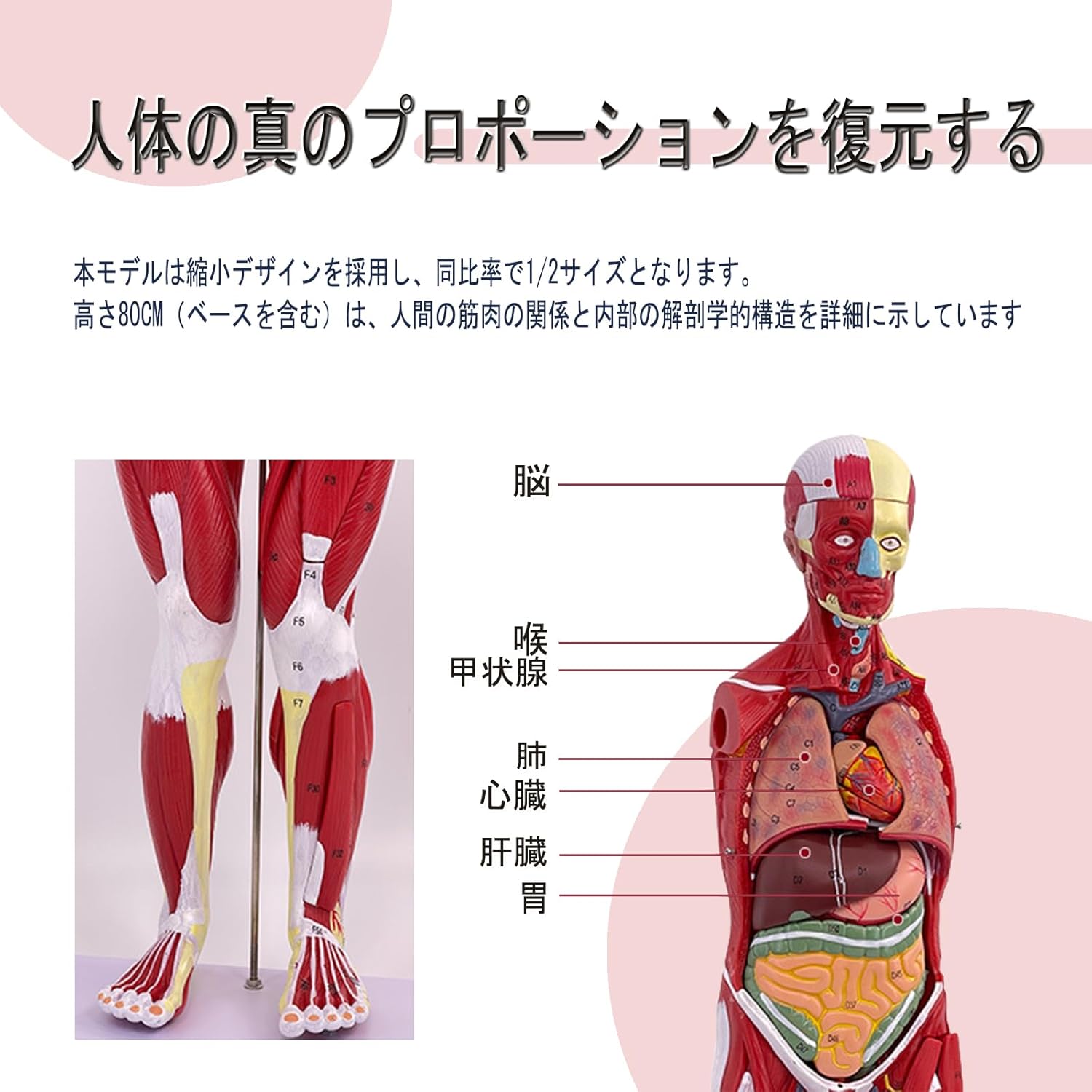 人体模型 [全27パーツ（台座を含む）80cm] 人体臓器模型 医療用 解剖セット