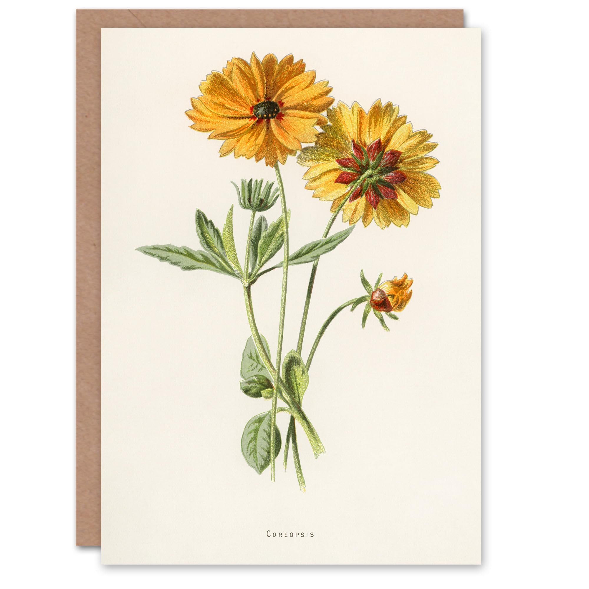 Artery8 Frederick Edward Hulme Art Card Coreopsis Tickseed Flower