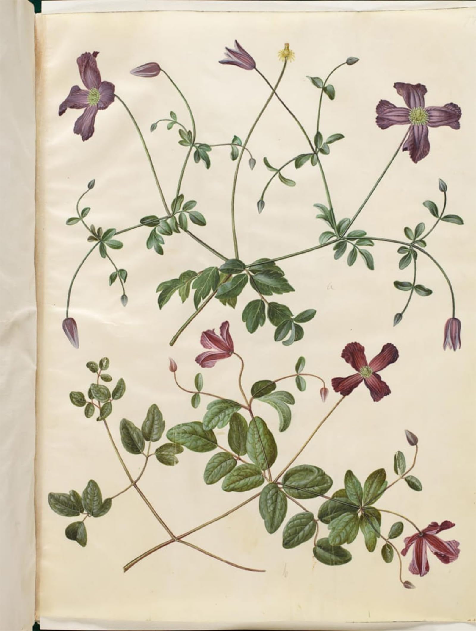 HRJUBWREE Classic Canvas Picture Art Canvas Print Modern Oil Painting Clematis Viticella by Hans Simon Holtzbecker Artwork on Wall for Office Decor 60x90cm