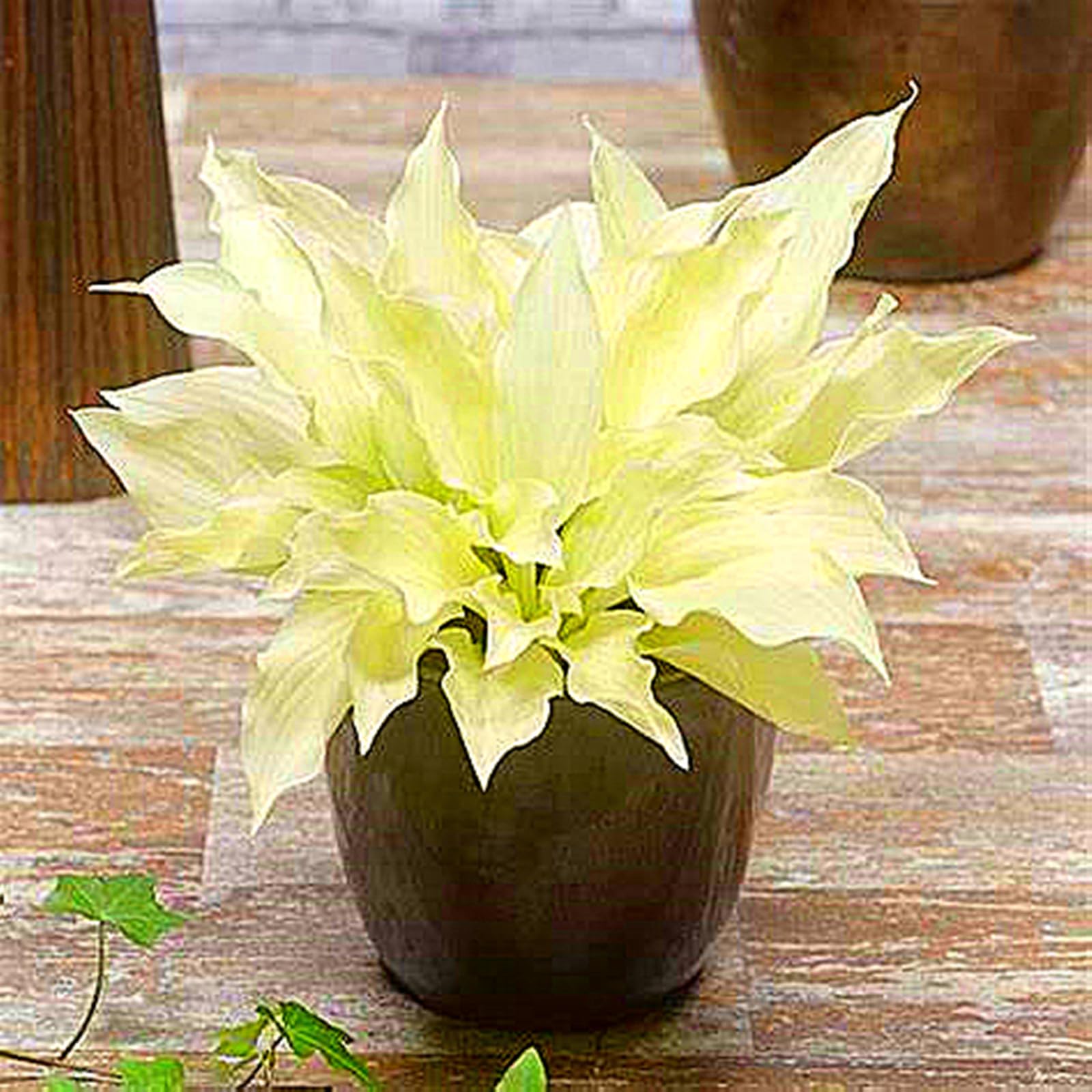 Hosta Bulbs for Planting,Excellent Display,Hosta Mix,Perennial-3bulbs-F