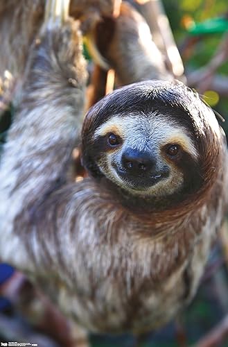 Trends International Sloth - Póster de pared de sonrisa, 14.725 x 22.375 pulgadas, versión premium sin marco