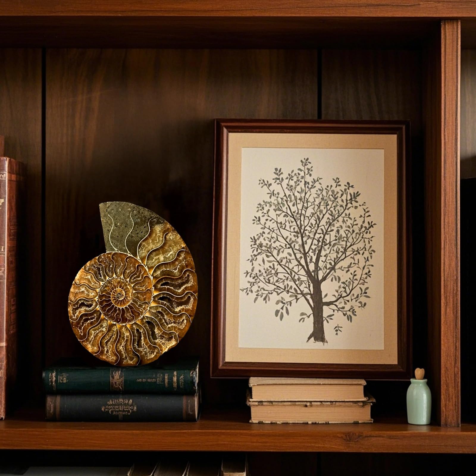 Spécimen de fossile d'ammonite naturelle, 9 à 11 cm en une seule pièce, design de coquillage unique, cadeau fabriqué à la main pour les collectionneurs de roches et les amateurs de nature