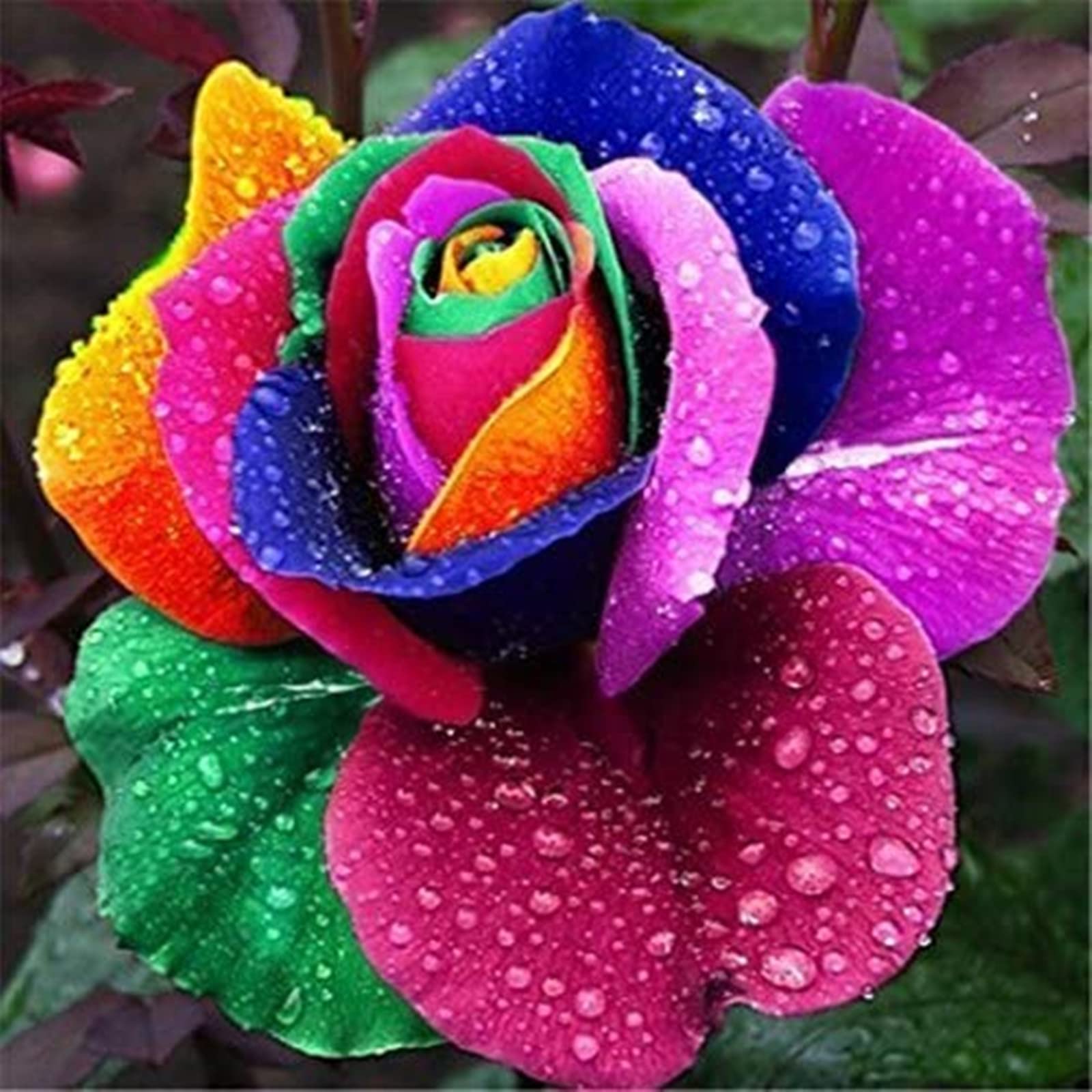 Rose Bulbs Now UK, Strong Plant, Excellent Display, Rare Plants, Mix Greening Flower, Easy Plant, for Containers, Natural Organic, 3bulbs-B