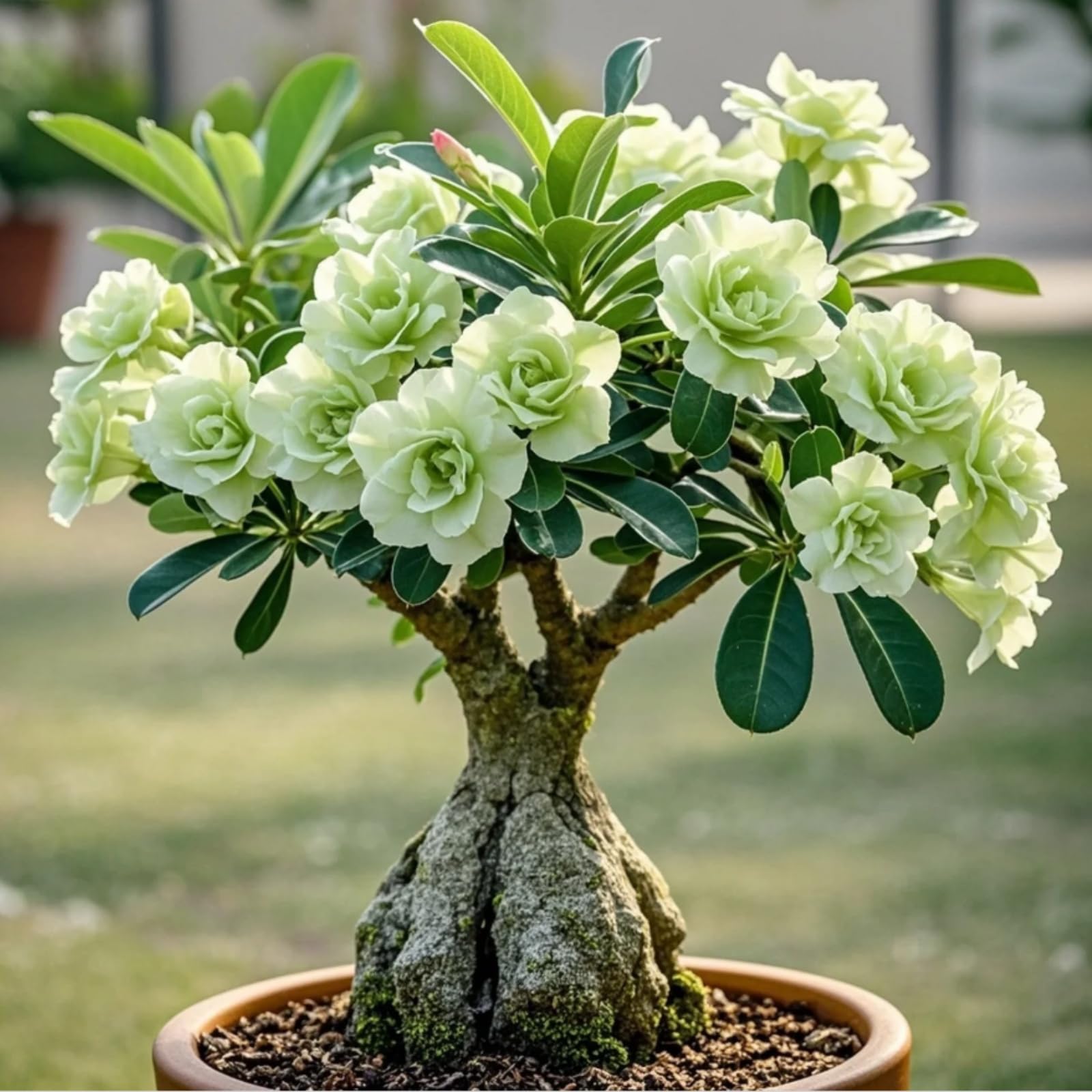 Easy to Plant, Perennial Desert Rose, Desert Rose Bulbs, Fragrant Flowers- Ready to Plant Garden Displays, Ornamental Flowers, 2Bulbs-F
