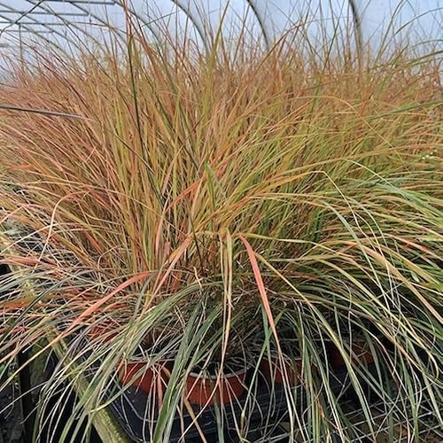 Miniatura 9 de Outsidepride - 10semillas de la hierba ornamental perenne esparto barbado (Stipa barbata) para sembrar