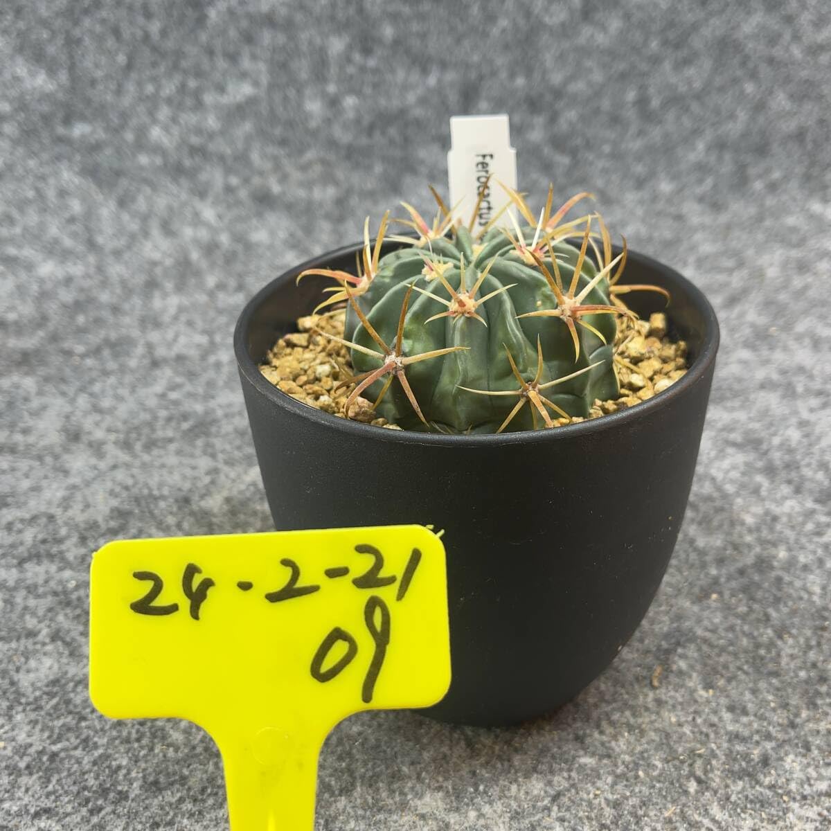 Amazon.co.jp: 鉢ごと発送フェロカクタス 日の出丸 Ferocactus