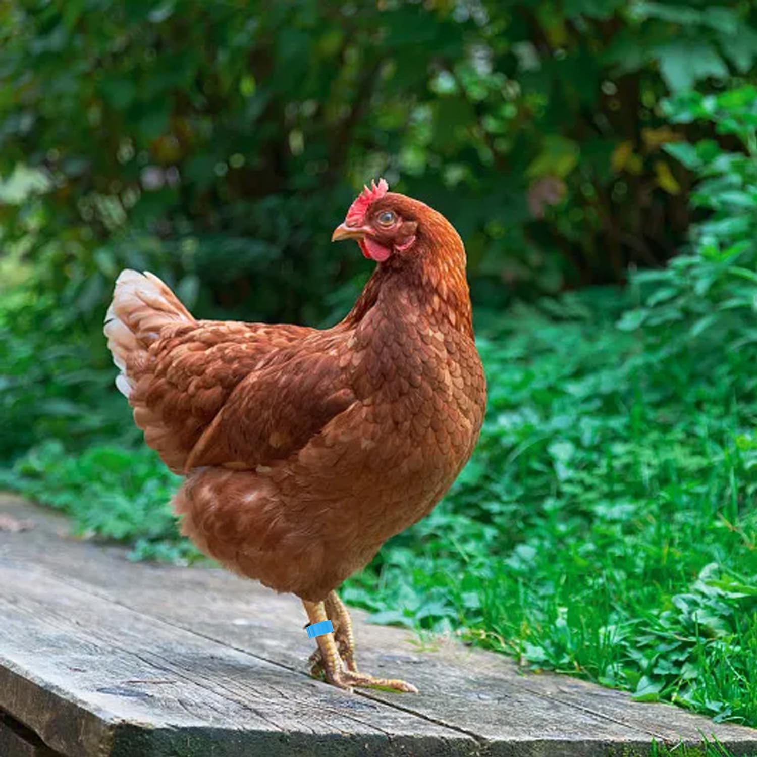 Fermoirs De Bec De Poulet, Anneaux à Pression Anti-picage