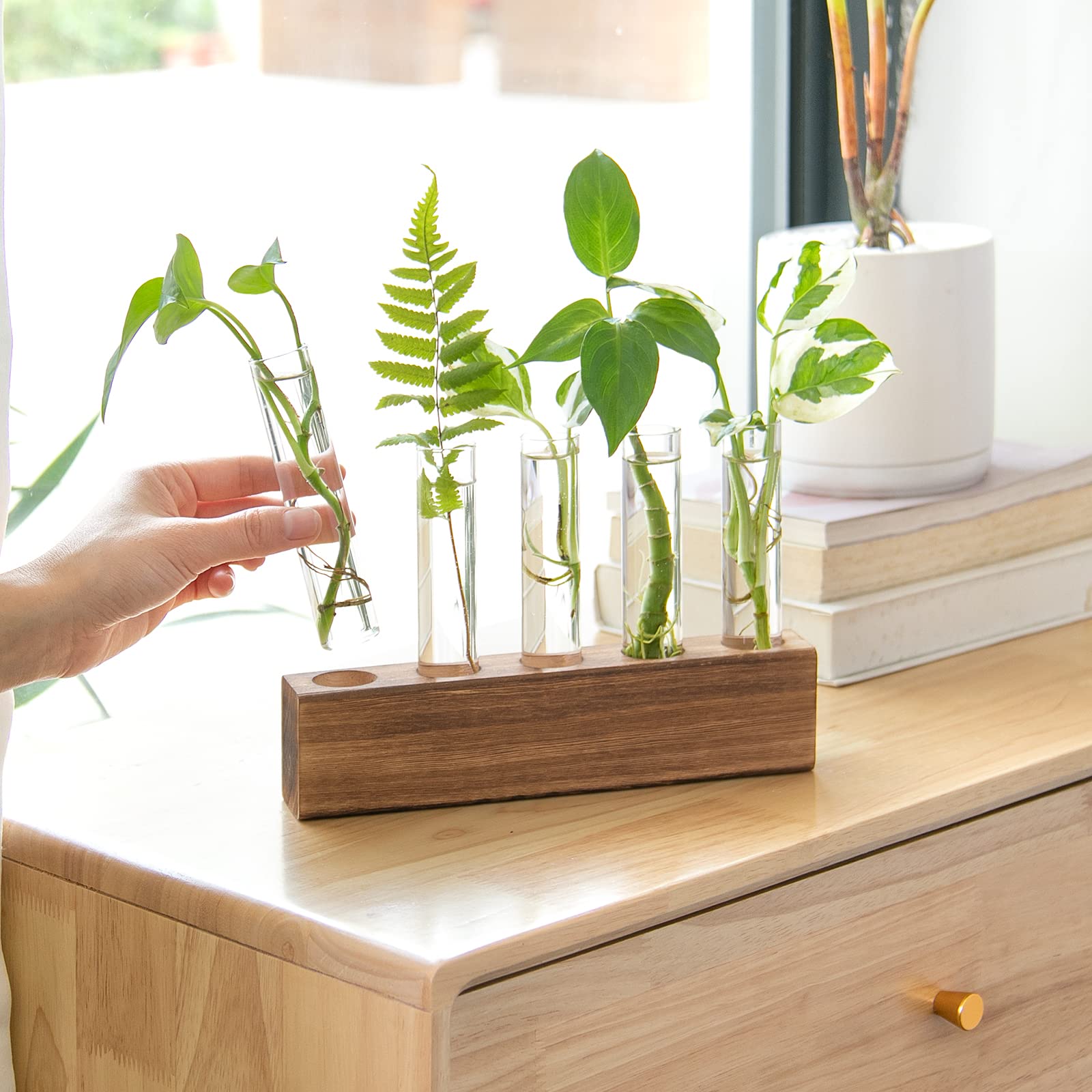 Live Edge Propagation Block Walnut Five Tubes / Propagation Station