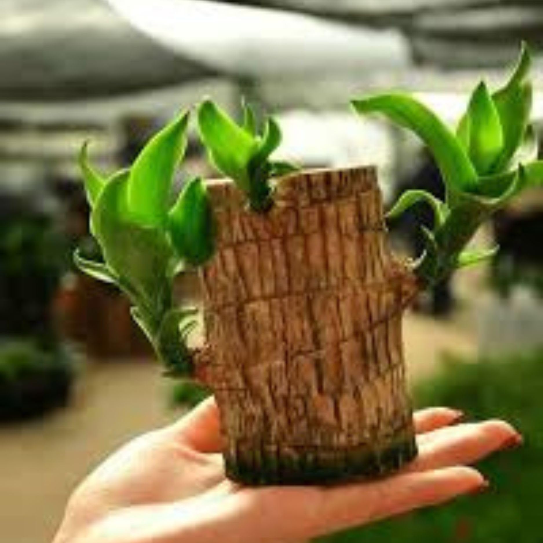 Plantoos Lucky Brazil Wood Potted Plant | Healthy Indoor Live Lucky Plant | Brazilian Wood Plant for Living Room, Feng Shui Plant (B0DFX5FYZH) Amazon Price History, Amazon Price Tracker