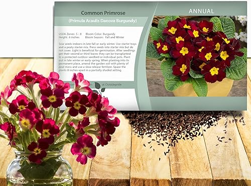 Outsidepride 25 semillas anuales Primula Semillas comunes de flor de Borgoña de Primula para plantar