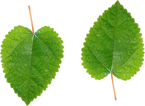 Miniatura 2 de Awesome Aquatic Hojas de camarón de morera, alimento botánico natural, alimento orgánico, pescado de acuario, terrario de camarones, alto contenido