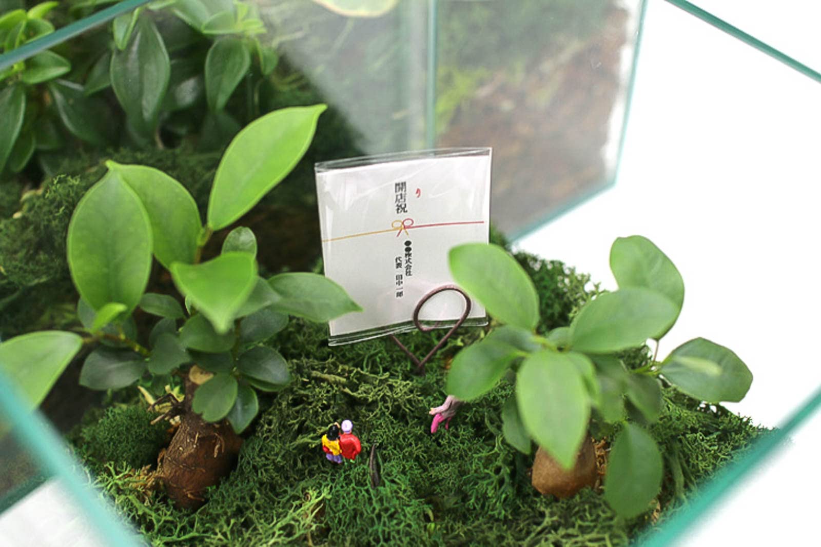 Amazon | 観葉植物 [テラリウム Sサイズ] (ガジュマル×1) (ガラス