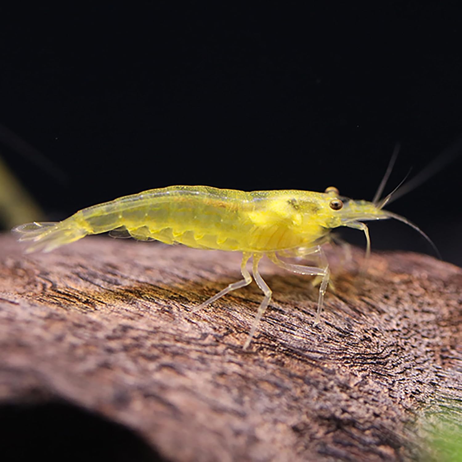 Aquatic Arts Lemon Yellow Amano Shrimp – Live Freshwater Algae-Eater (Caridina multidentata) | Hardy & Tank-Bred | Peaceful Shrimp for Planted Aquariums | 100% Live Arrival Guarantee (3 Shrimp)